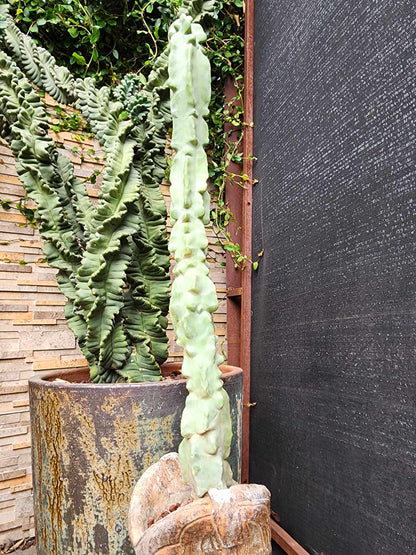 Lophocereus schottii var. monstrose - Totem Pole Cactus - 40 Tall!  Huge!