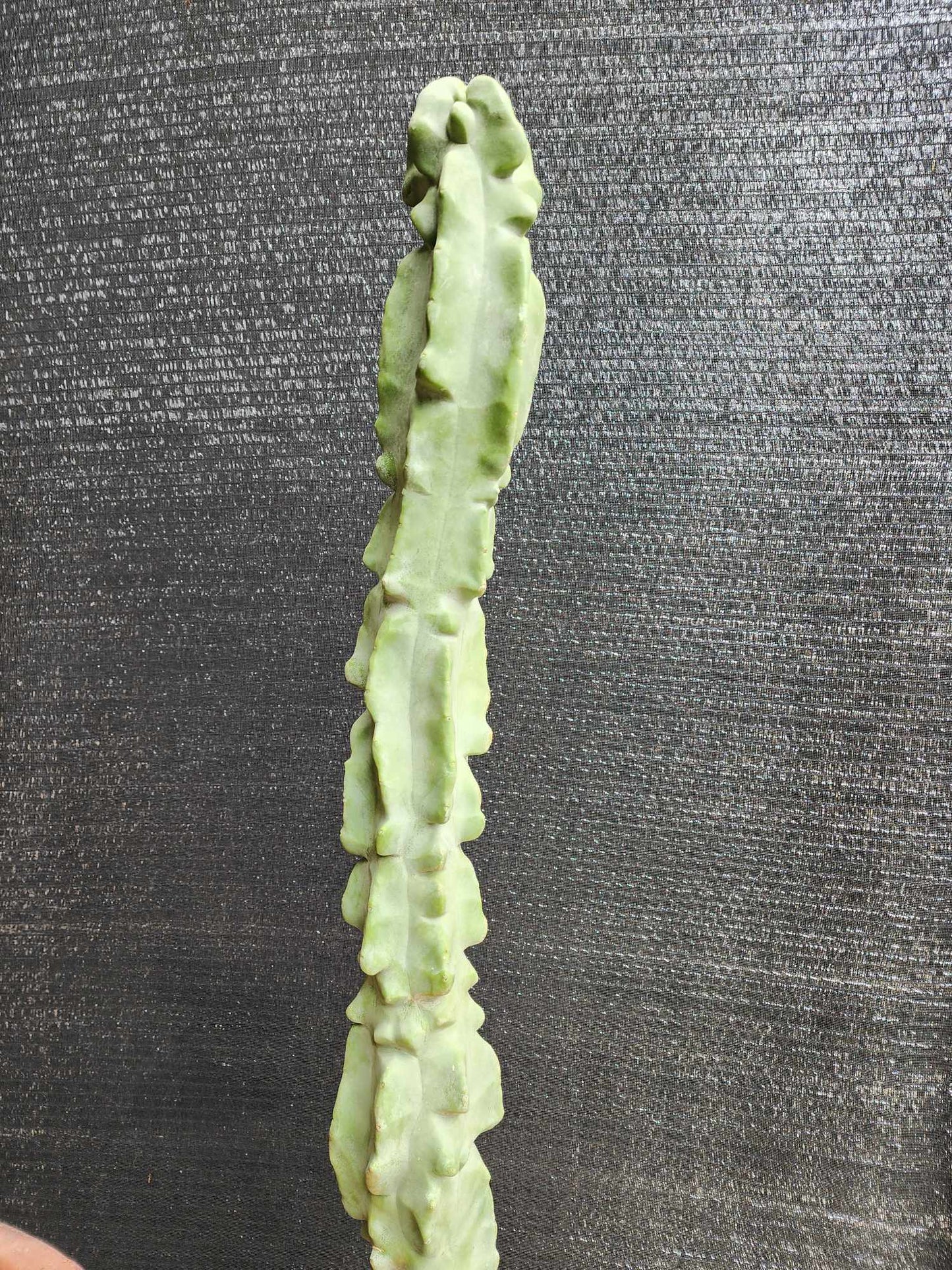 Lophocereus schottii var. monstrose - Totem Pole Cactus - 40 Tall!  Huge!