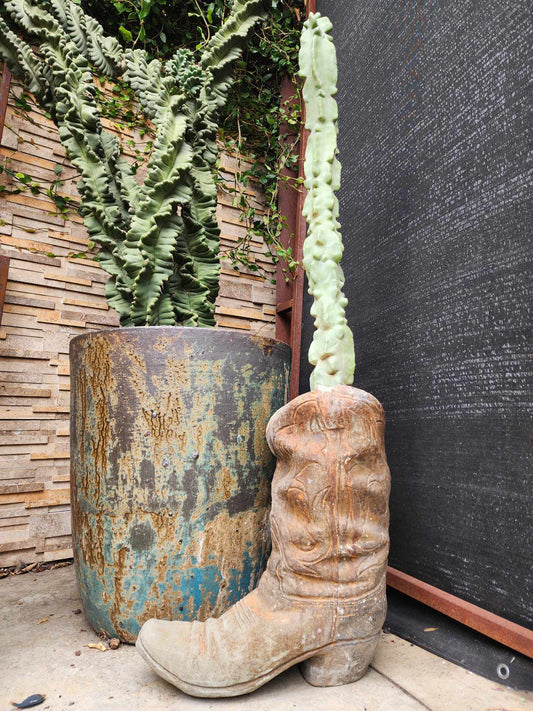 Lophocereus schottii var. monstrose - Totem Pole Cactus - 40 Tall!  Huge!