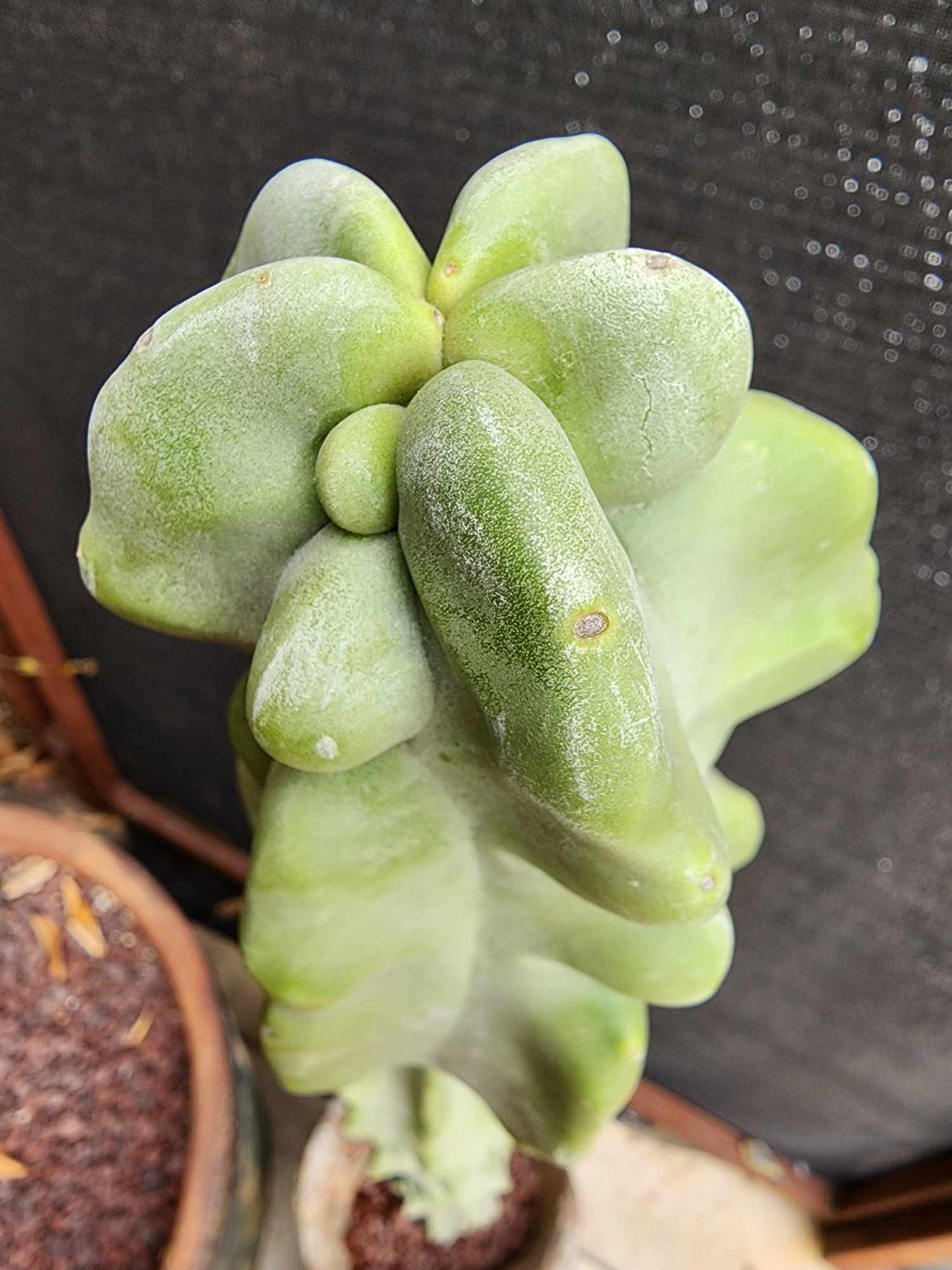 Lophocereus schottii var. monstrose - Totem Pole Cactus - 40 Tall!  Huge!