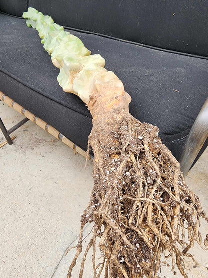 Lophocereus schottii var. monstrose - Totem Pole Cactus - 40 Tall!  Huge!