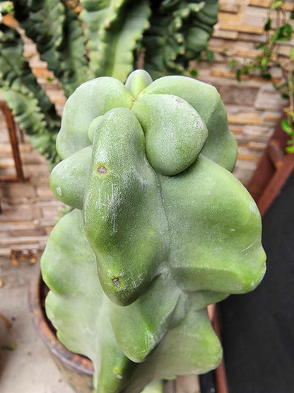 Lophocereus schottii var. monstrose - Totem Pole Cactus - 40 Tall!  Huge!