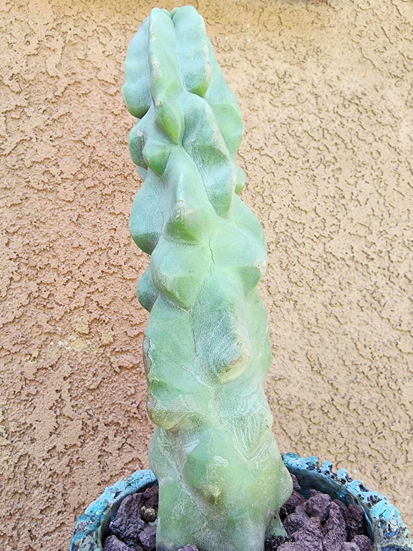 Lophocereus schottii var. monstrose - Totem Pole Cactus
