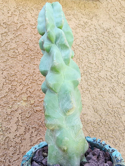 Lophocereus schottii var. monstrose - Totem Pole Cactus