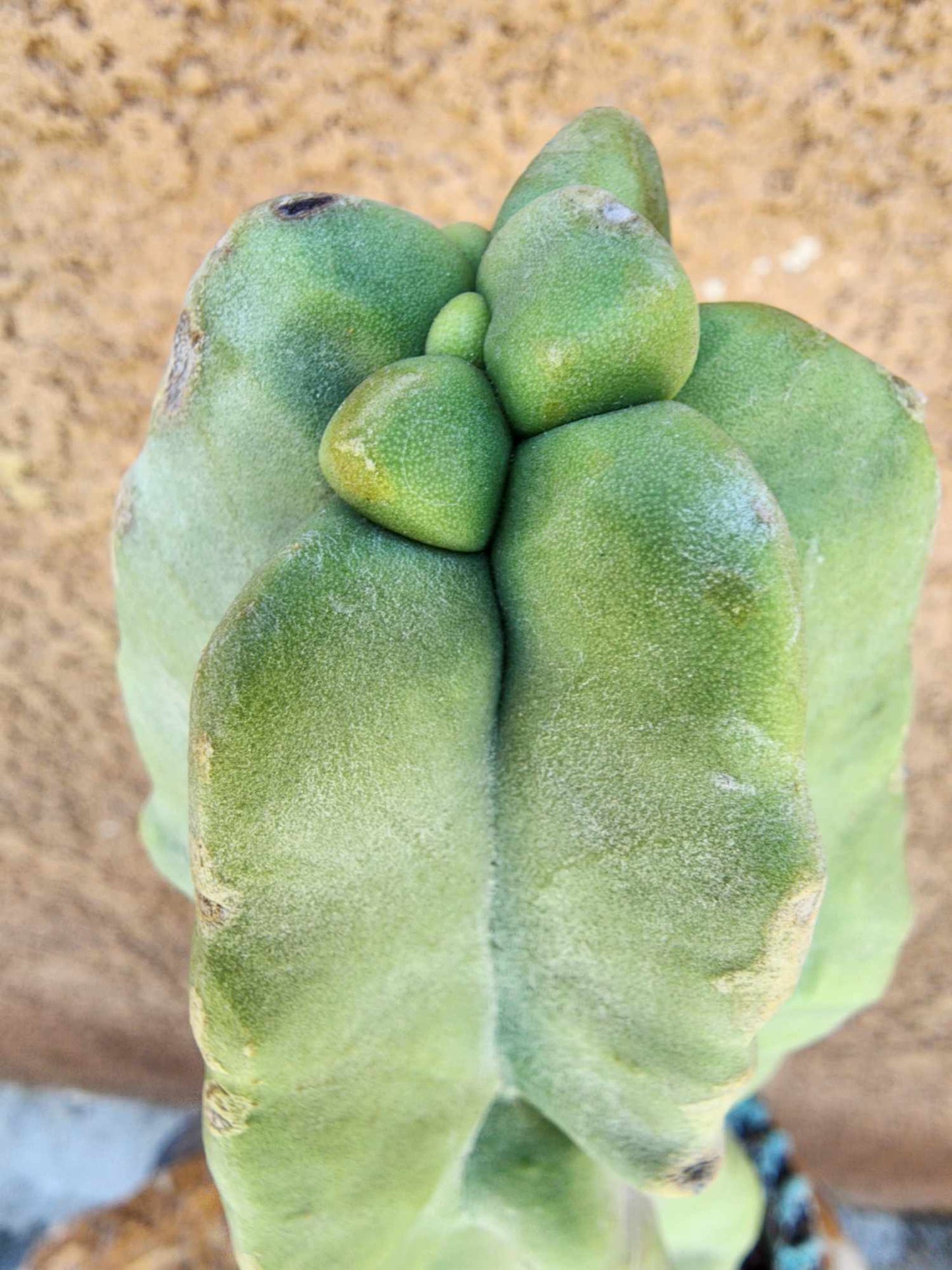 Lophocereus schottii var. monstrose - Totem Pole Cactus
