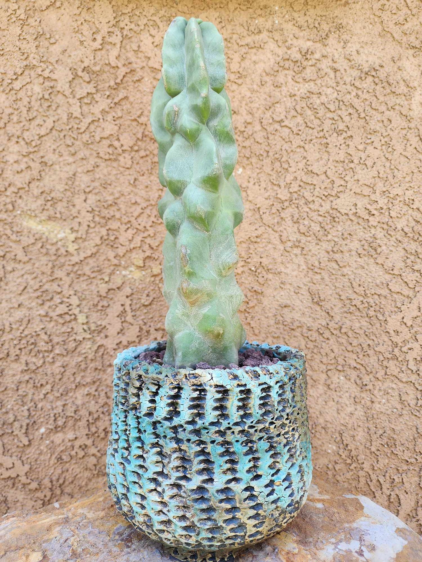 Lophocereus schottii var. monstrose - Totem Pole Cactus