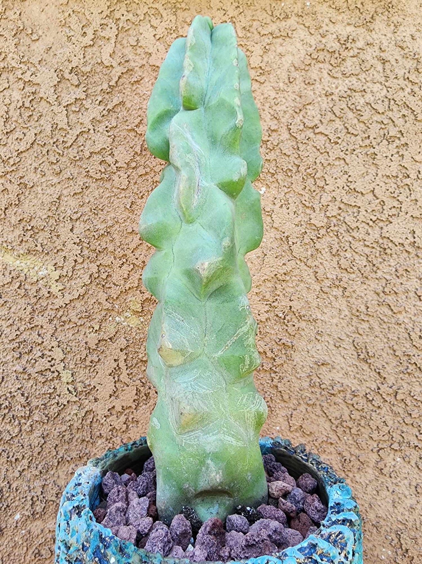 Lophocereus schottii var. monstrose - Totem Pole Cactus