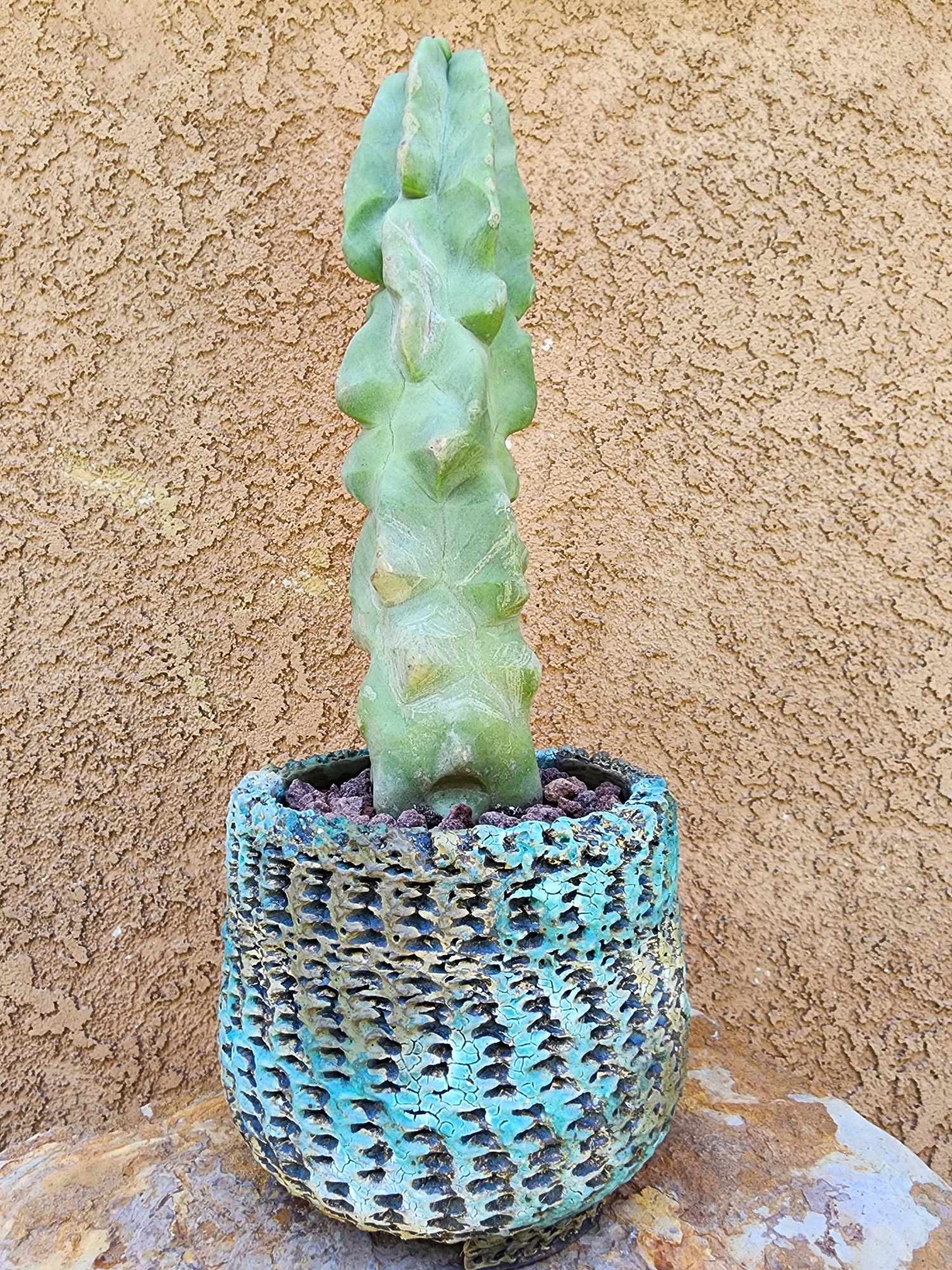 Lophocereus schottii var. monstrose - Totem Pole Cactus