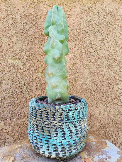 Lophocereus schottii var. monstrose - Totem Pole Cactus