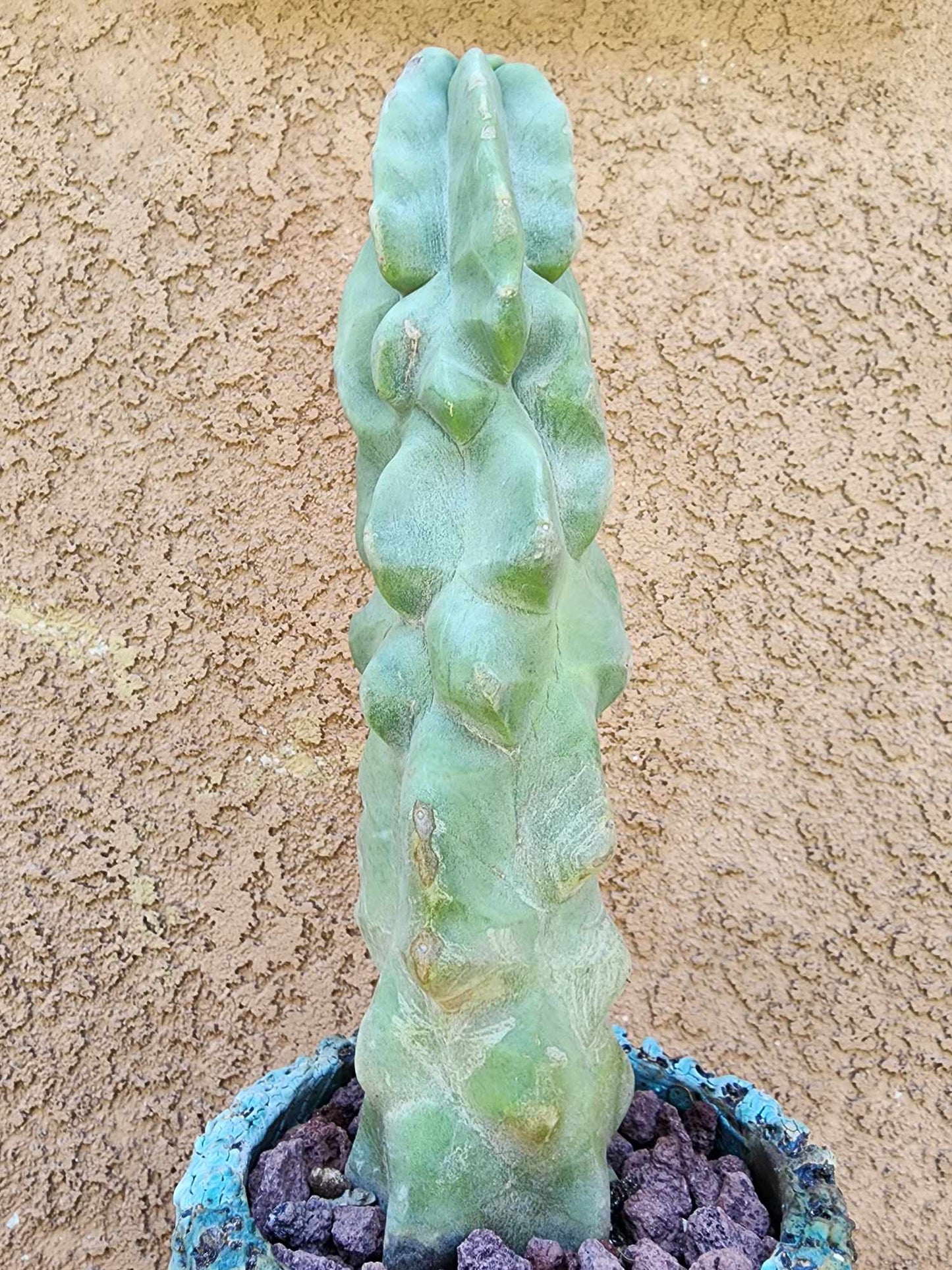 Lophocereus schottii var. monstrose - Totem Pole Cactus