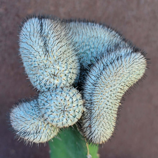 Mammillaria Perezdelarosae v. Andersoniana f. cristata