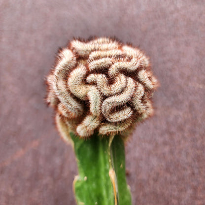 Mammillaria Perezdelarosae v. Andersoniana f. cristata (Last one!)