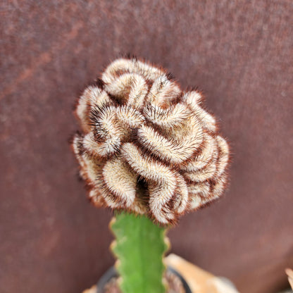 Mammillaria Perezdelarosae v. Andersoniana f. cristata (Last one!)