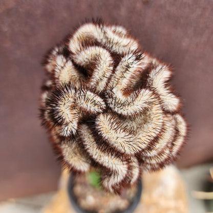 Mammillaria Perezdelarosae v. Andersoniana f. cristata (Last one!)