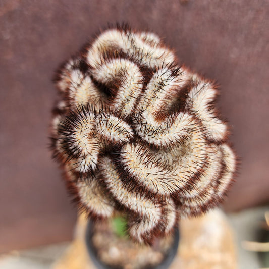 Mammillaria Perezdelarosae v. Andersoniana f. cristata (Last one!) collector cactus specimen