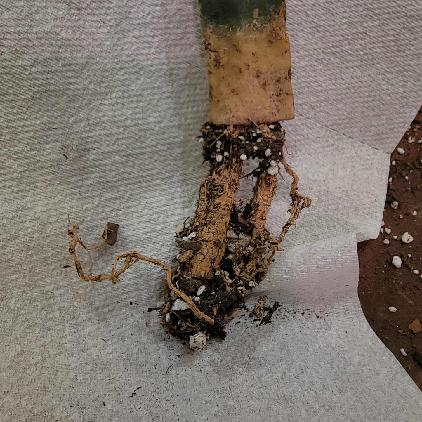 Mammillaria Perezdelarosae v. Andersoniana f. cristata