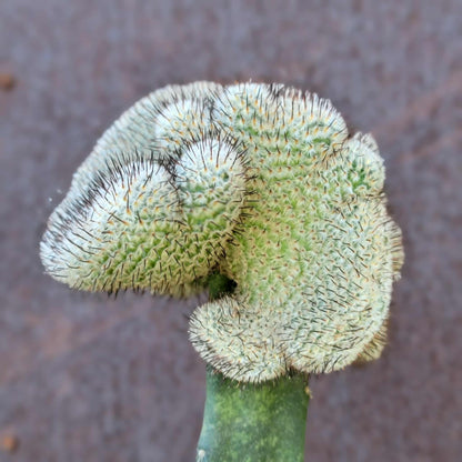 Mammillaria Perezdelarosae v. Andersoniana f. cristata
