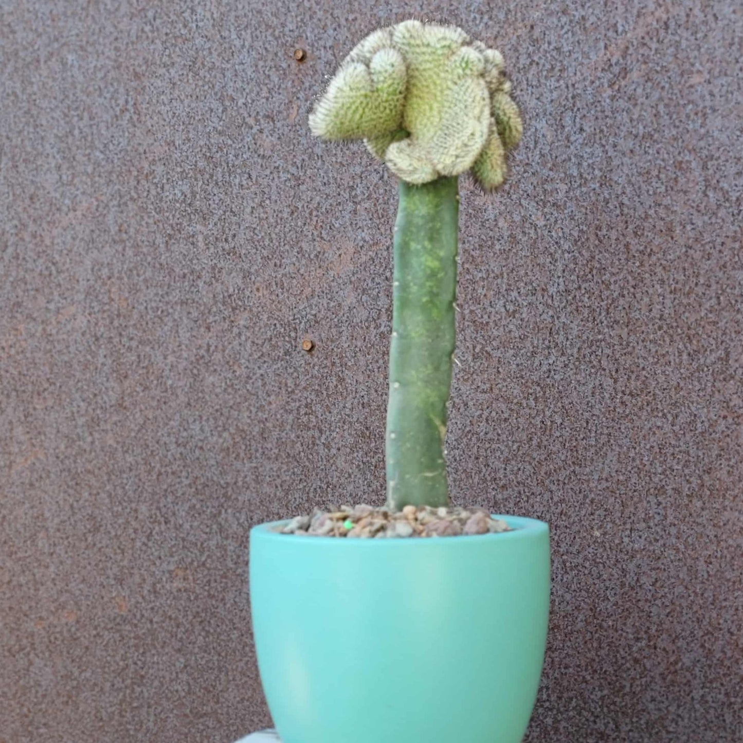 Mammillaria Perezdelarosae v. Andersoniana f. cristata