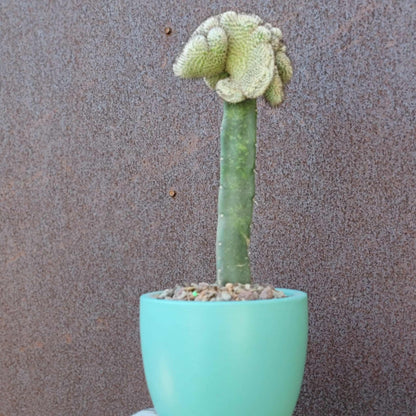 Mammillaria Perezdelarosae v. Andersoniana f. cristata