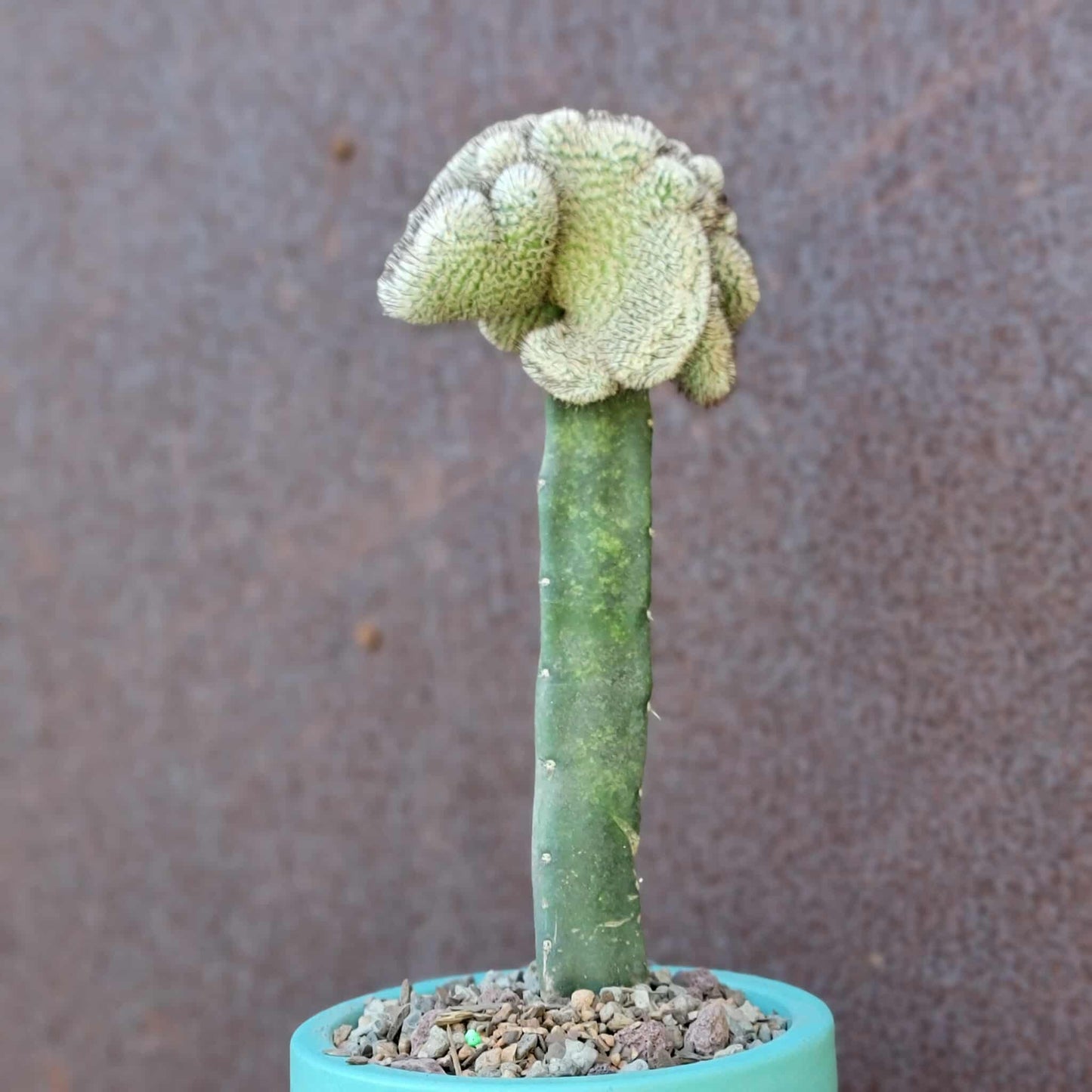 Mammillaria Perezdelarosae v. Andersoniana f. cristata
