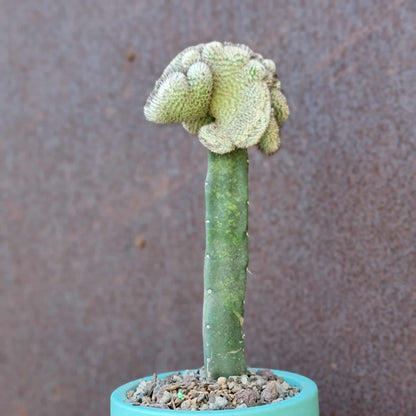Mammillaria Perezdelarosae v. Andersoniana f. cristata