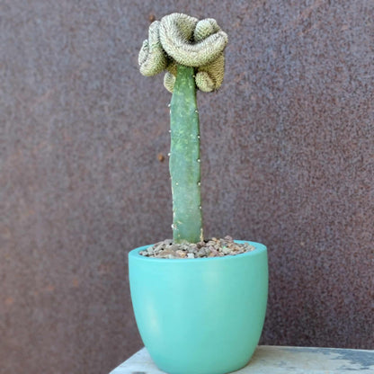 Mammillaria Perezdelarosae v. Andersoniana f. cristata