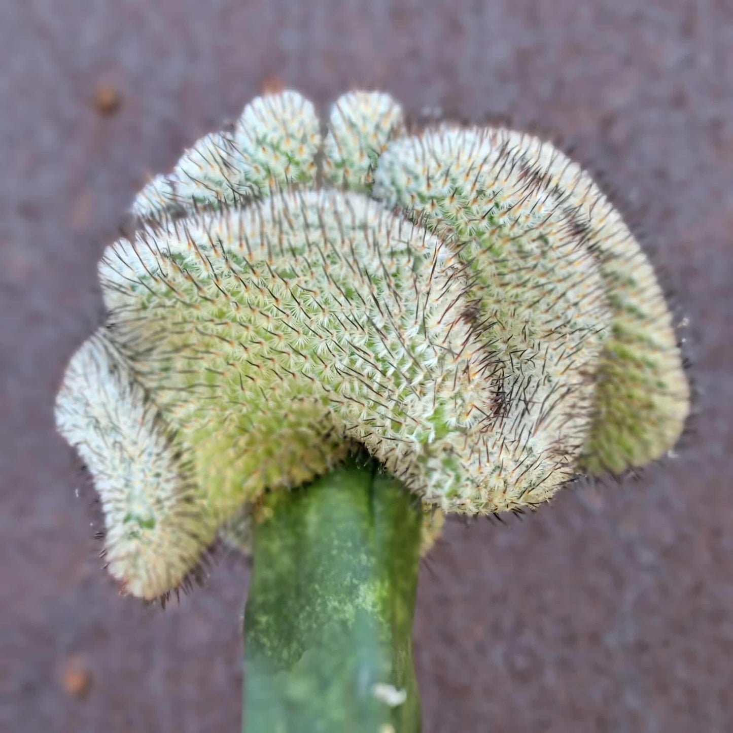 Mammillaria Perezdelarosae v. Andersoniana f. cristata