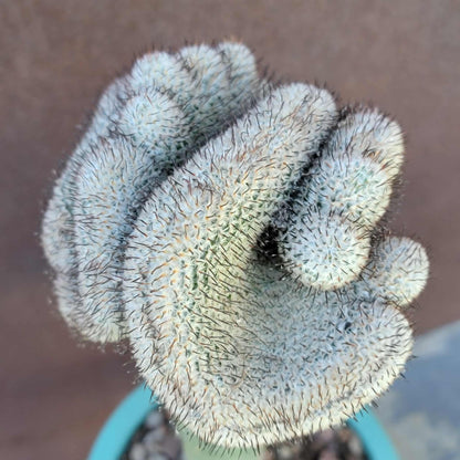 Mammillaria Perezdelarosae v. Andersoniana f. cristata