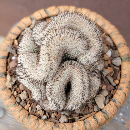 Mammillaria Perezdelarosae v. Andersoniana f. cristata