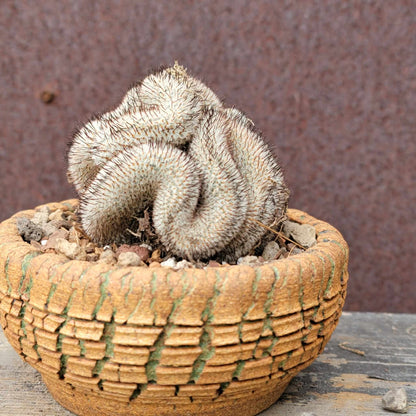 Mammillaria Perezdelarosae v. Andersoniana f. cristata