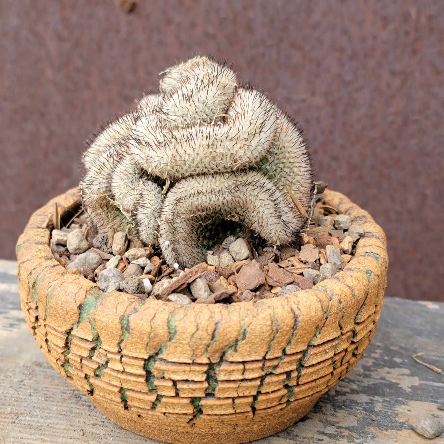 Mammillaria Perezdelarosae v. Andersoniana f. cristata