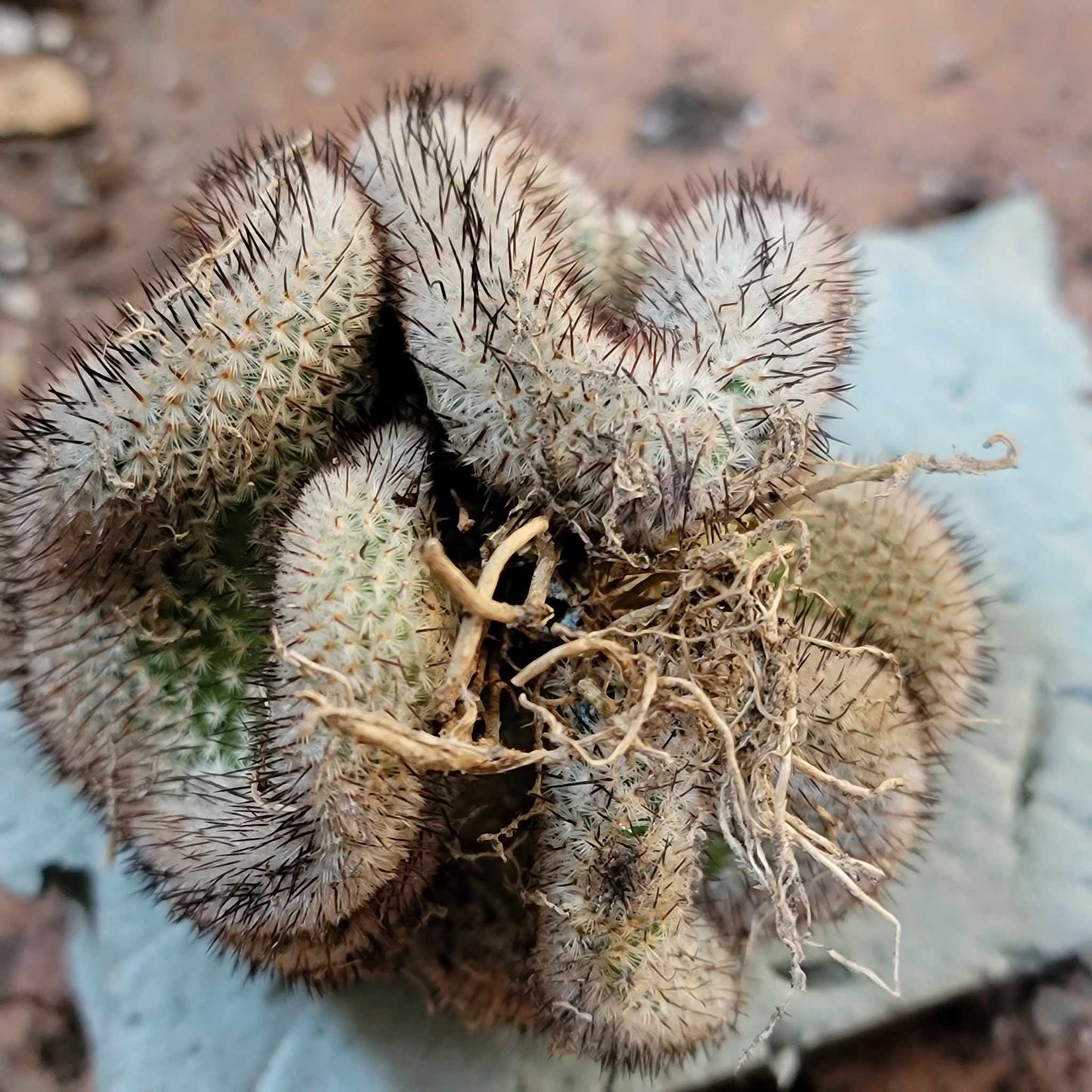 Mammillaria Perezdelarosae v. Andersoniana f. cristata