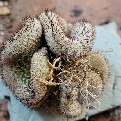 Mammillaria Perezdelarosae v. Andersoniana f. cristata