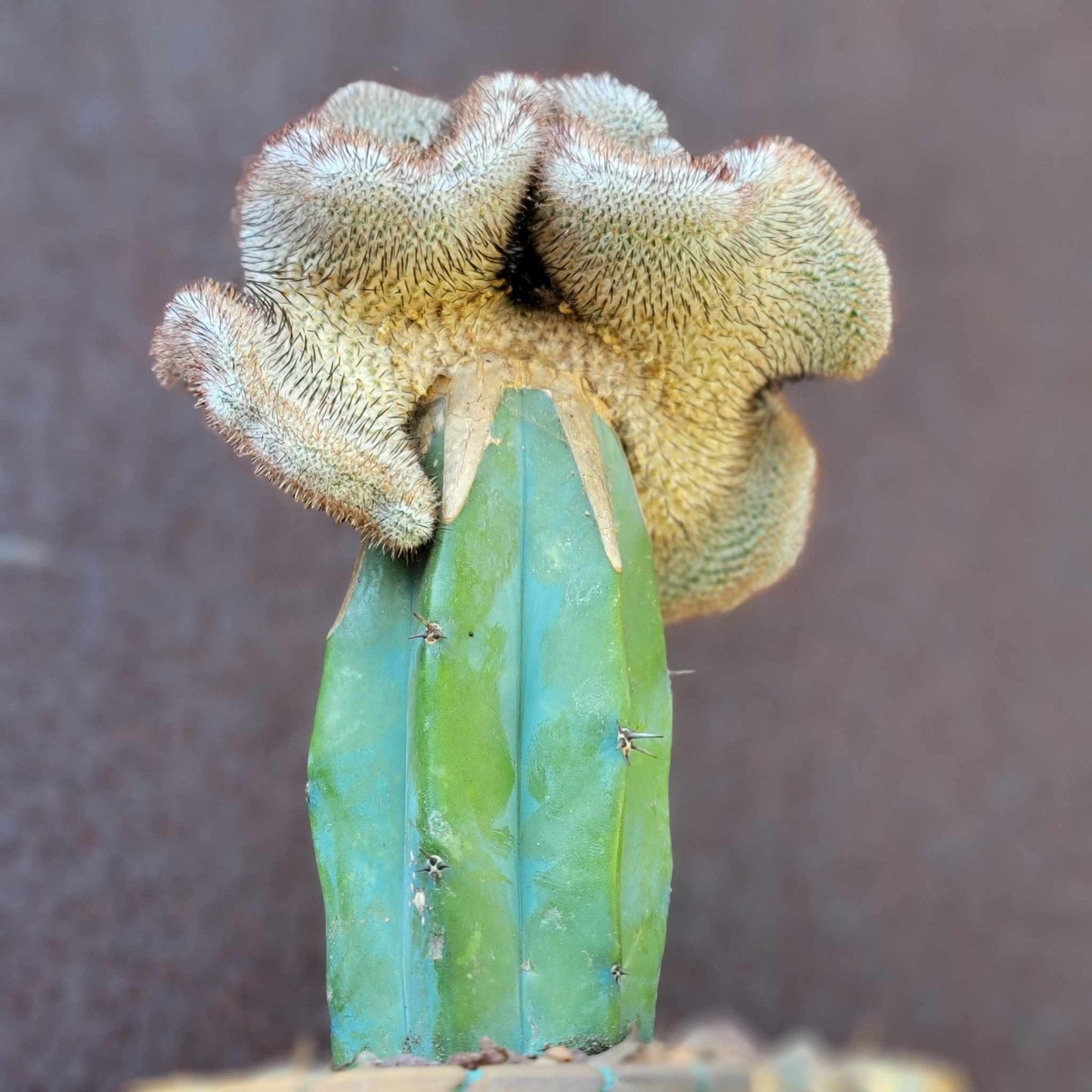 Mammillaria Perezdelarosae cv. Andersoniana f. cristata