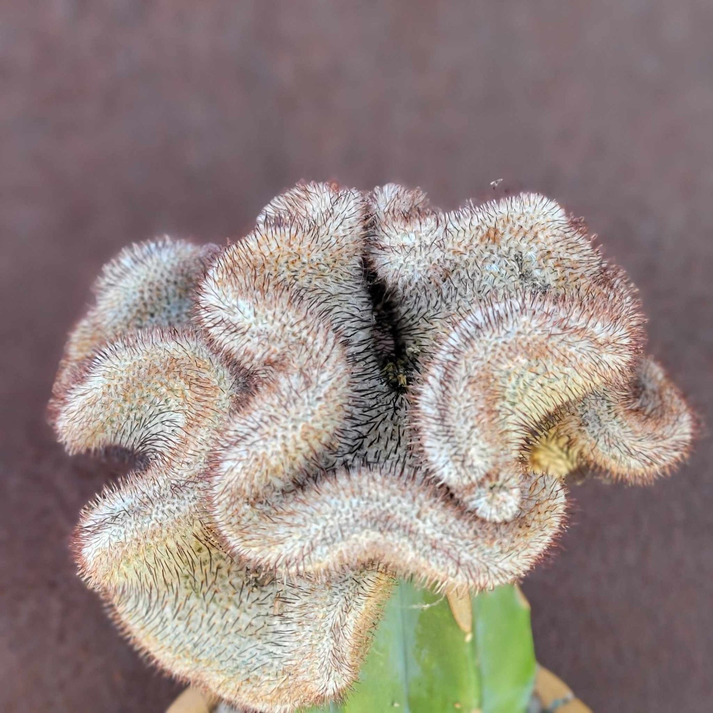 Mammillaria Perezdelarosae cv. Andersoniana f. cristata