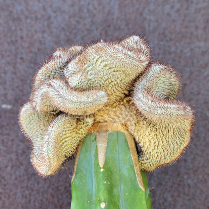 Mammillaria Perezdelarosae cv. Andersoniana f. cristata