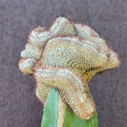 Mammillaria Perezdelarosae cv. Andersoniana f. cristata