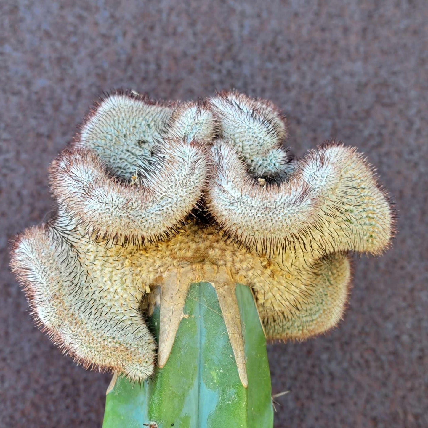 Mammillaria Perezdelarosae cv. Andersoniana f. cristata