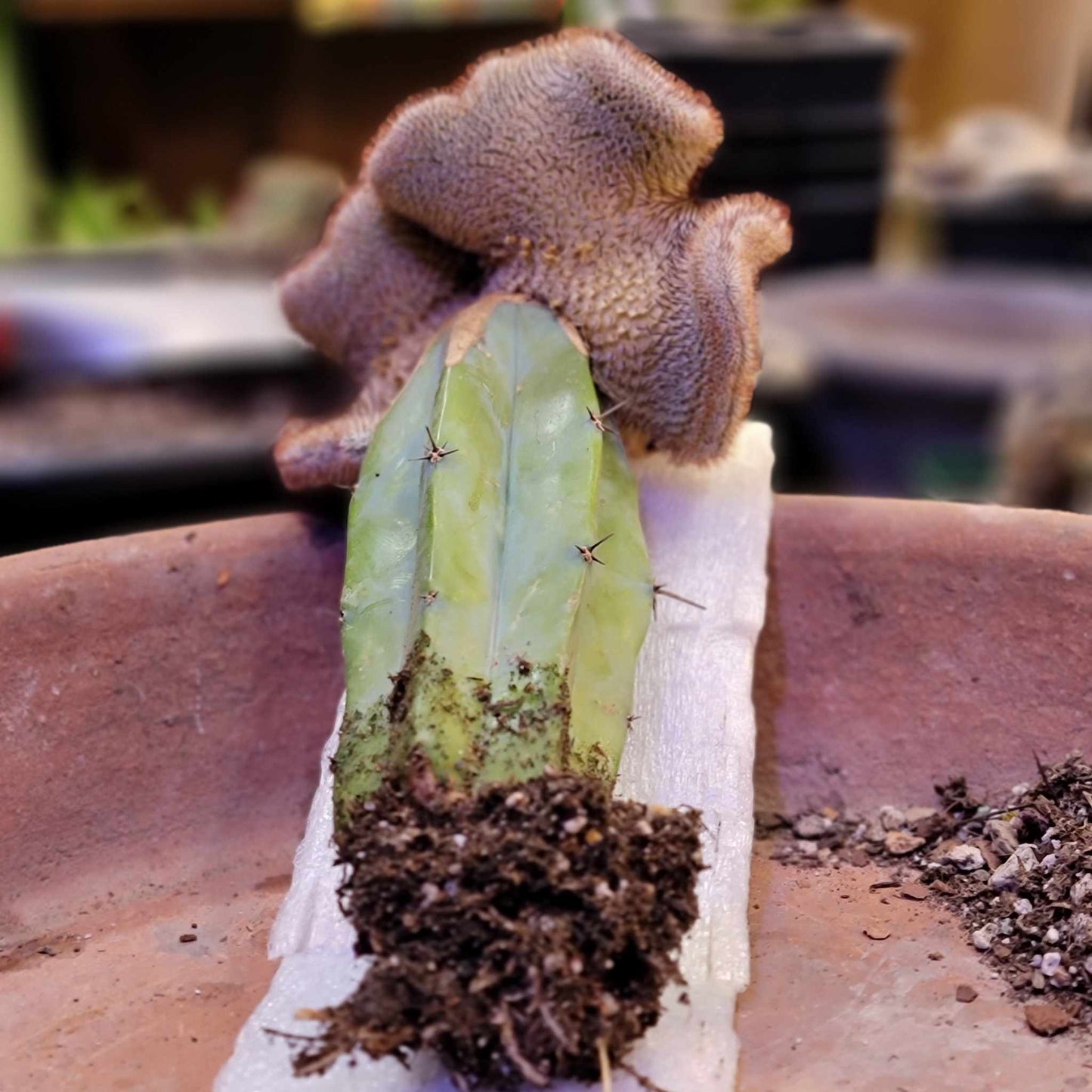 Mammillaria Perezdelarosae cv. Andersoniana f. cristata