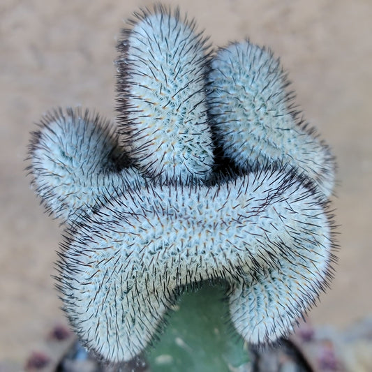 Mammillaria Perezdelarosae v. Andersoniana f. cristata