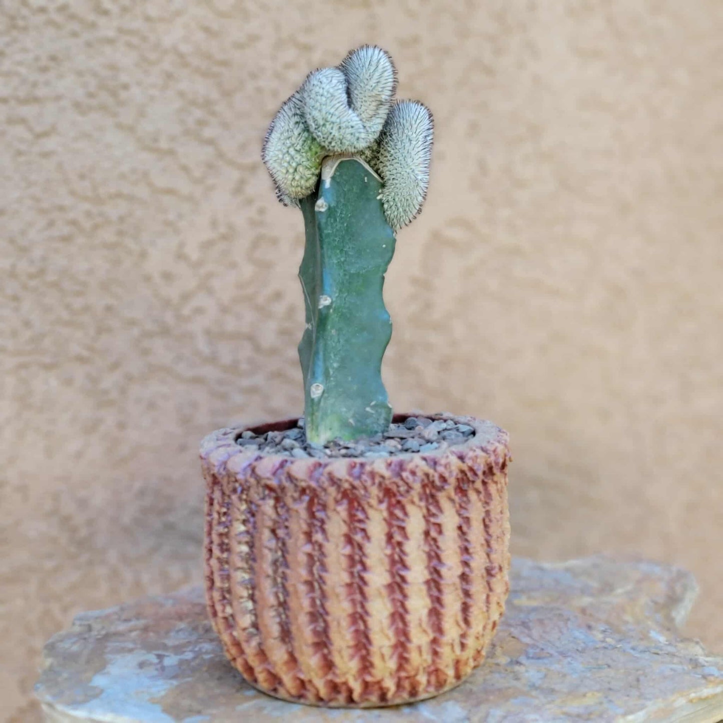 Mammillaria Perezdelarosae v. Andersoniana f. cristata