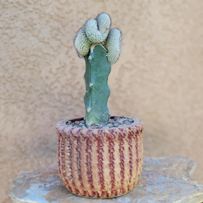 Mammillaria Perezdelarosae v. Andersoniana f. cristata