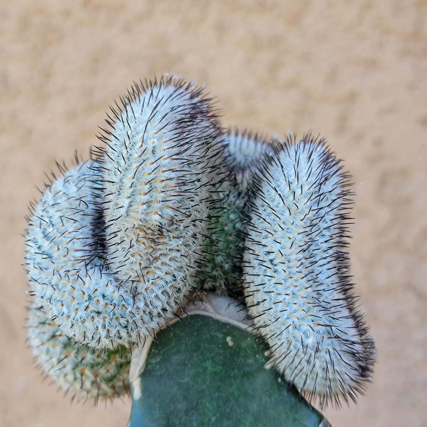 Mammillaria Perezdelarosae v. Andersoniana f. cristata