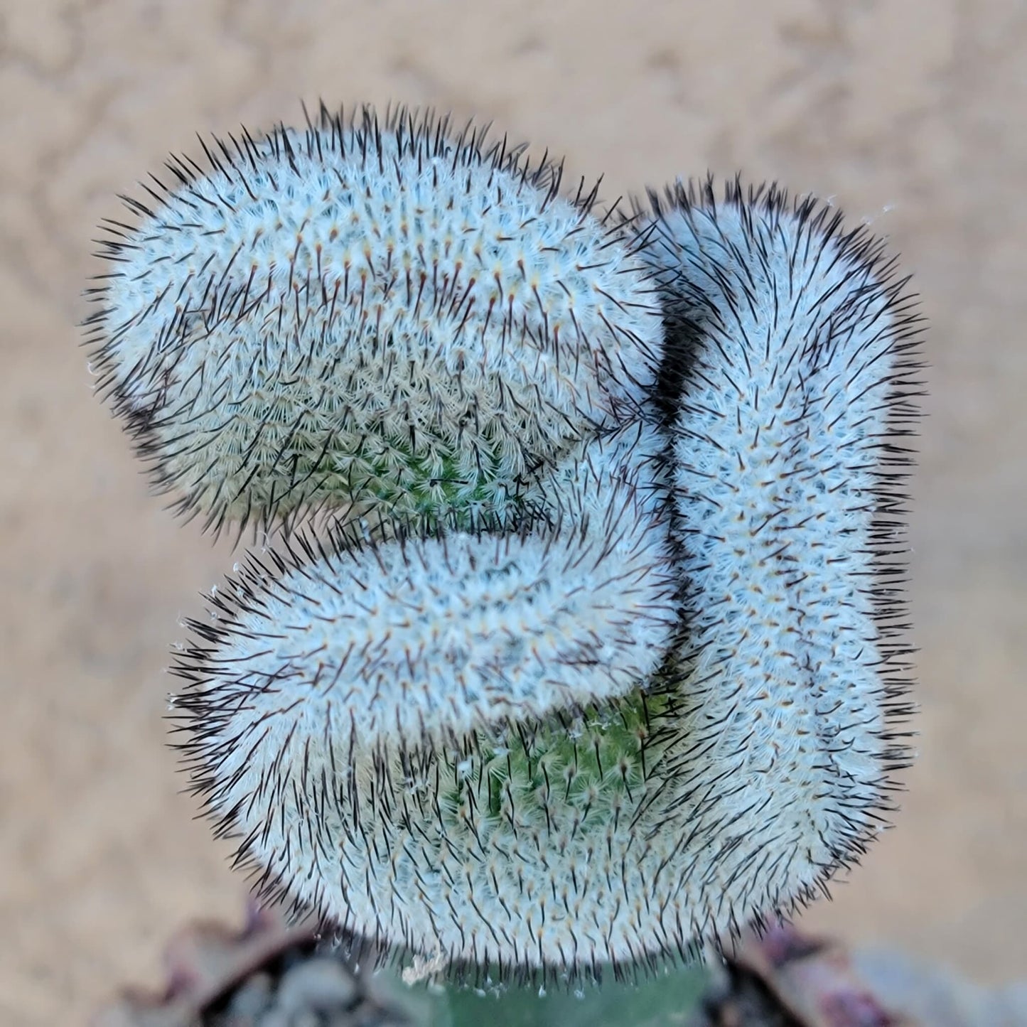 Mammillaria Perezdelarosae v. Andersoniana f. cristata