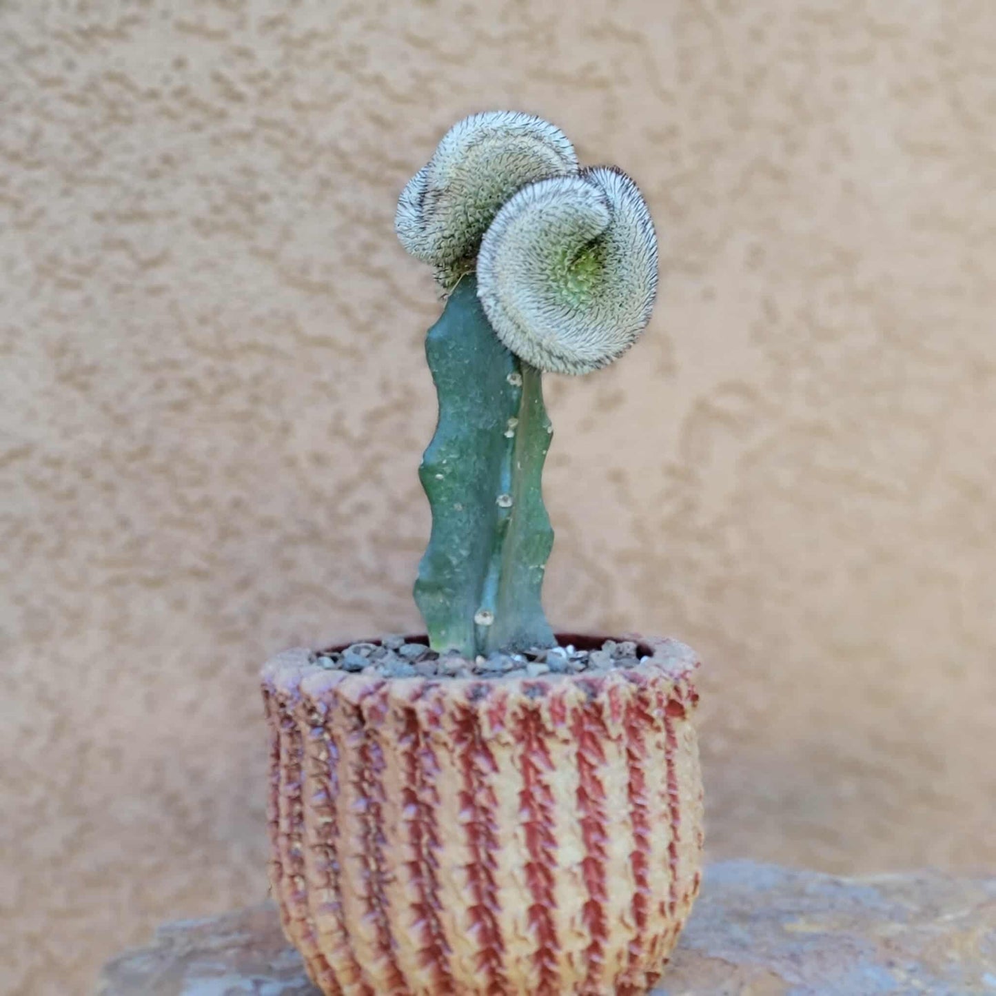 Mammillaria Perezdelarosae v. Andersoniana f. cristata