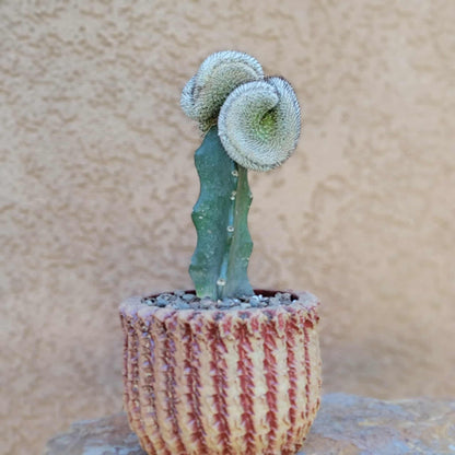 Mammillaria Perezdelarosae v. Andersoniana f. cristata
