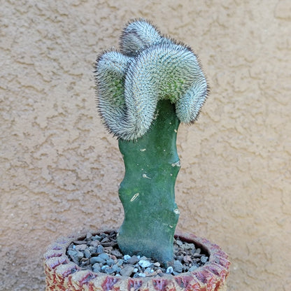 Mammillaria Perezdelarosae v. Andersoniana f. cristata