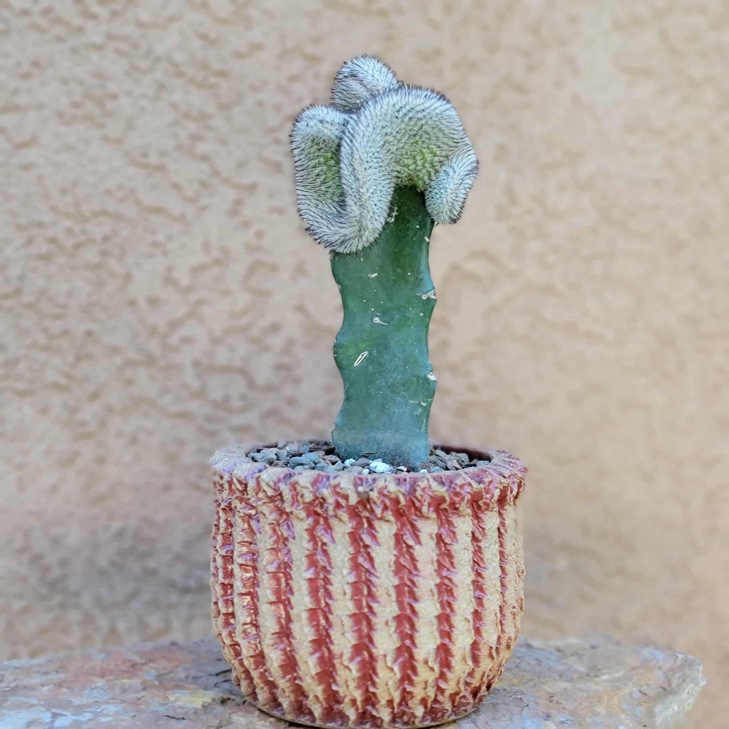 Mammillaria Perezdelarosae v. Andersoniana f. cristata