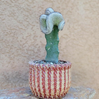 Mammillaria Perezdelarosae v. Andersoniana f. cristata