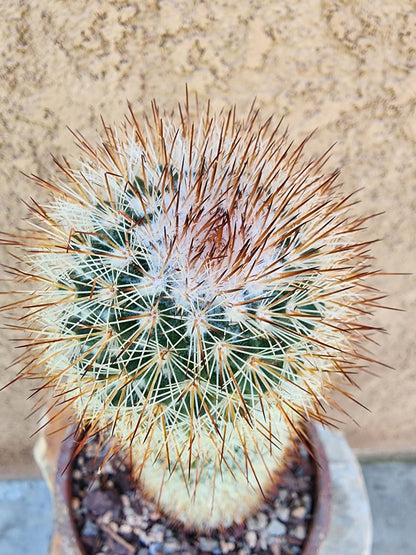 Mammillaria spinosissima - Red Headed Irishman